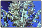 Green Kenya Tree Coral